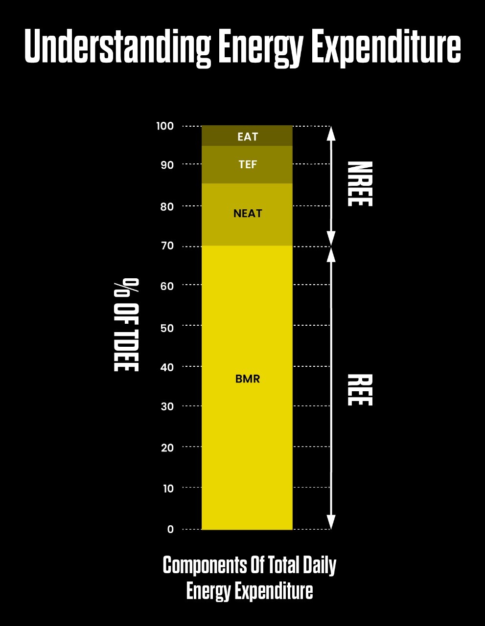 Components of TDEE Total Daily Energy Expenditure Explained by Abhinav Malhotra - Best Personal Trainer Dubai UAE