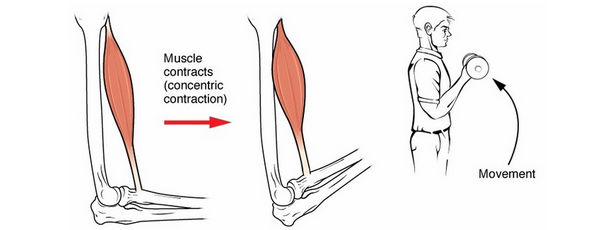 Concentric Contractions - Abhinav Malhotra Personal Trainer and Nutritionist in Dubai UAE
