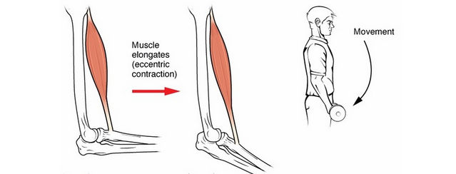 Eccentric Contractions - Abhinav Malhotra Personal Trainer and Nutritionist in Dubai UAE