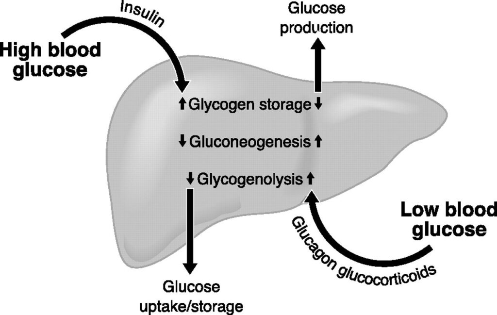 Gluconeogenesis by Personal Trainer in Dubai Abhinav Malhotra Team AbhiiFit UAE