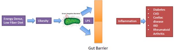 Gut-Systemic Inflammatory Associations - 1 - Best Personal Trainer Abhinav Malhotra Dubai UAE