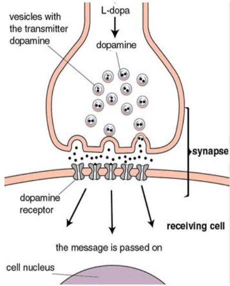 Mechanism of Parkinson's Disease Drug Therapy - Best Personal Training and Nutrition Consulting in Dubai AbhiiFit