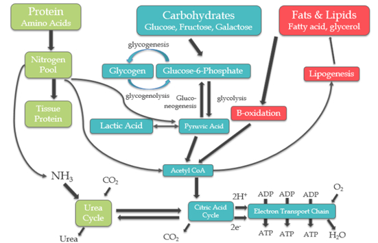 Protein Breakdown and Amino Acids by Personal Trainer in Dubai Abhinav Malhotra Team AbhiiFit UAE